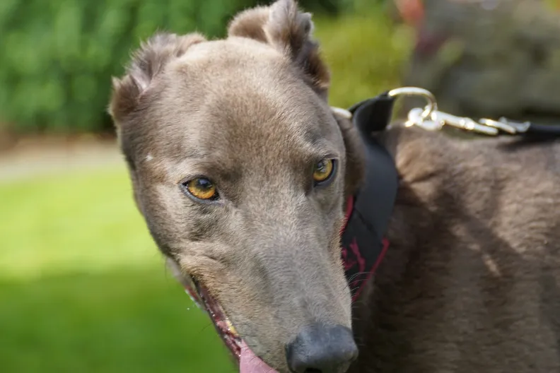 Greyhound Thai