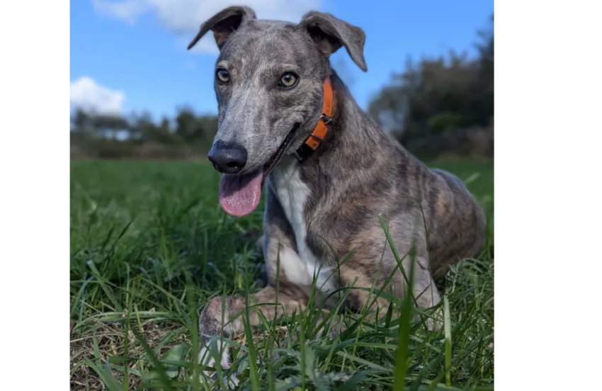 Greyhound Cally