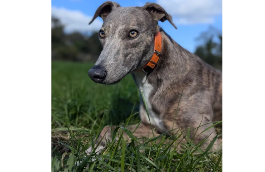 Greyhound Cally