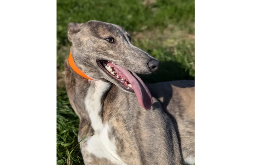 Greyhound Cally