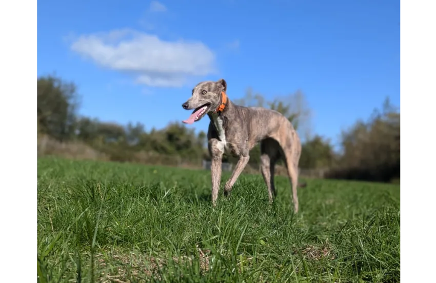 Greyhound Cally