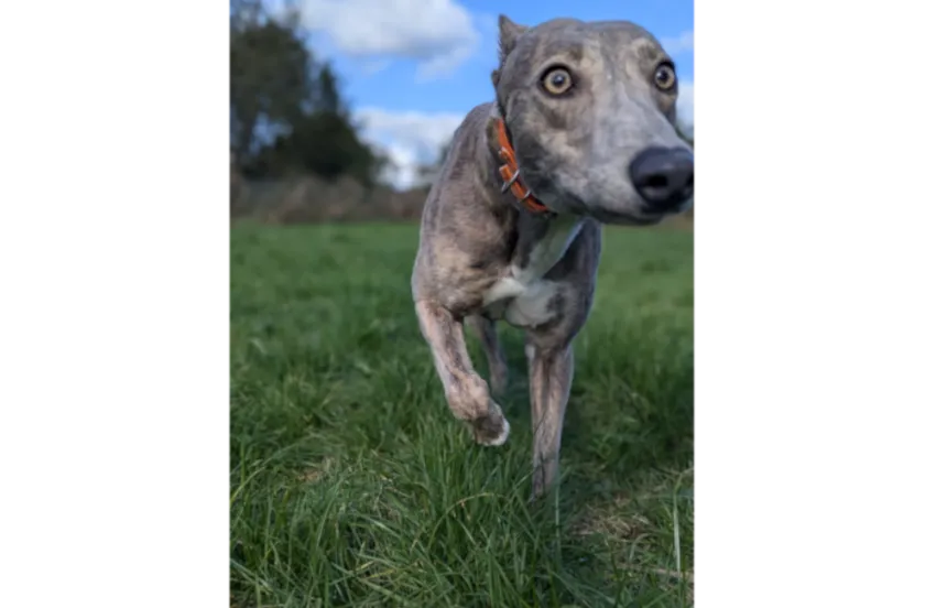 Greyhound Cally