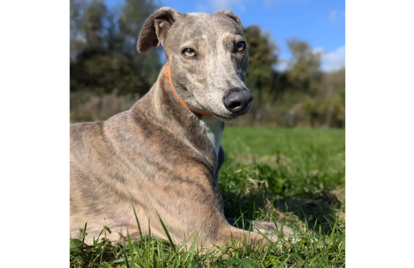 Greyhound Cally