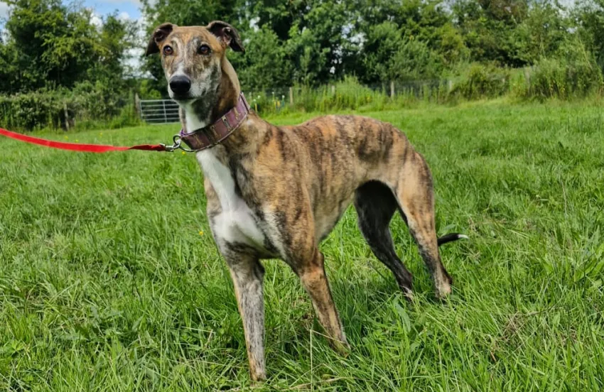 Greyhound Lucy