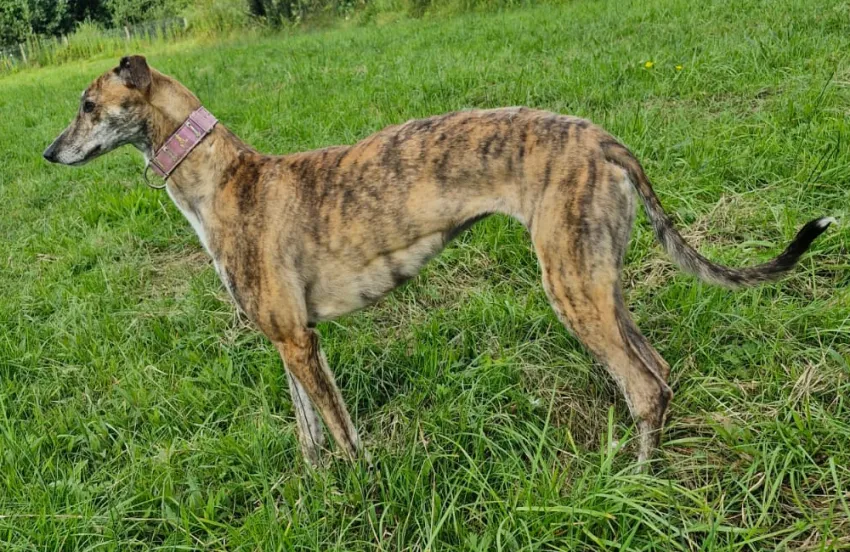 Greyhound Lucy