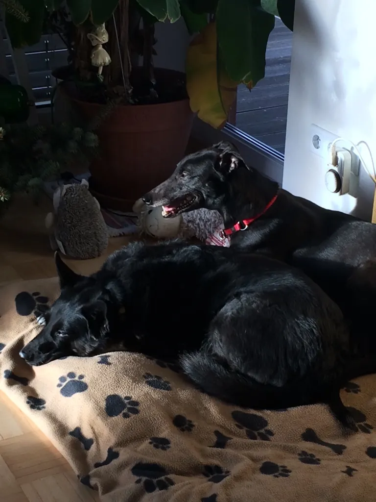 Greyhound Neues von Molly