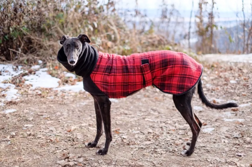Greyhound Neues von Molly