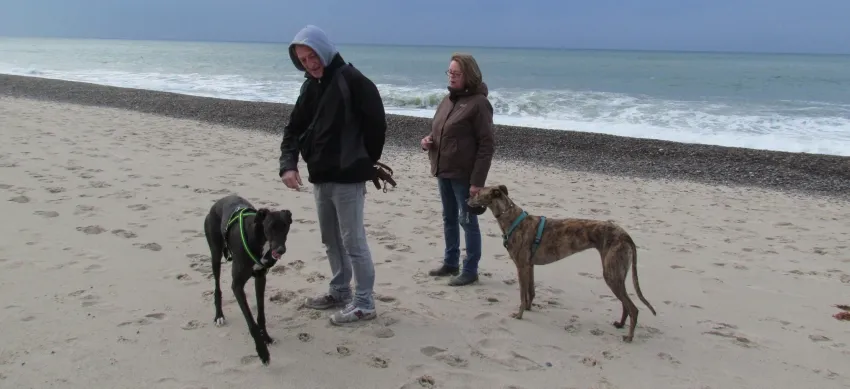Greyhound Neues von Paddy