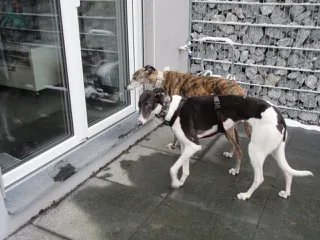 Greyhound Neues von Maggie
