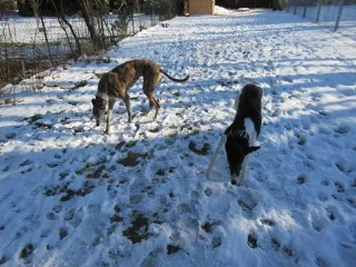Greyhound Neues von Maggie