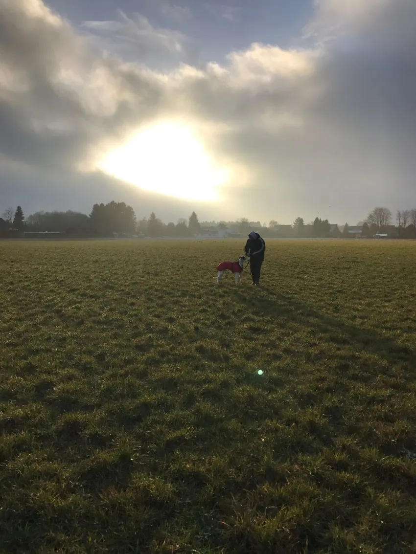 Greyhound Neues von Ozzy