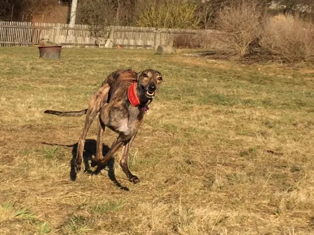Greyhound Neues von Fred