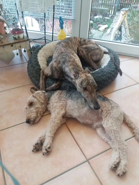 Greyhound Neues von Fred