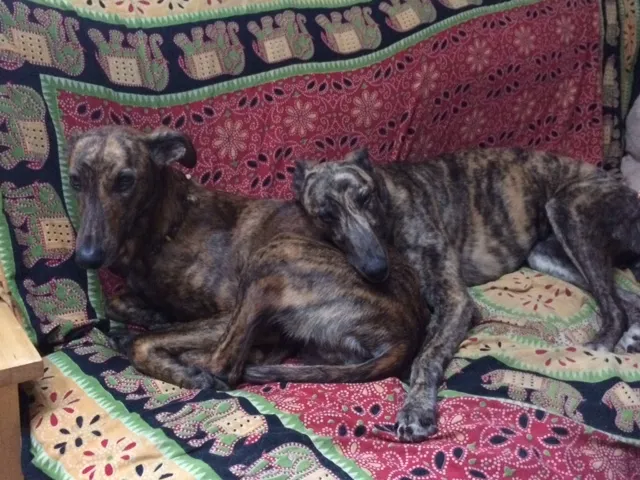 Greyhound Neues von Thabo