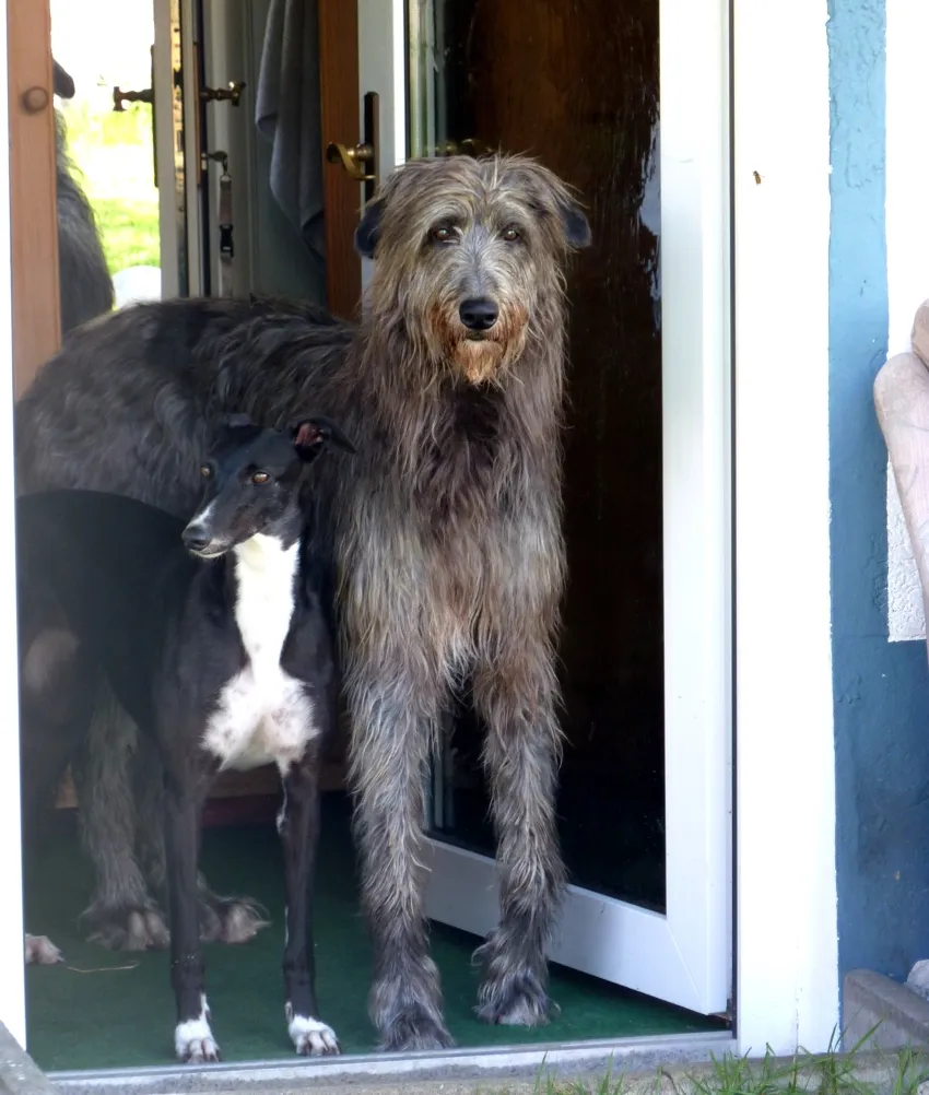 Greyhound Neues von Cheyenne