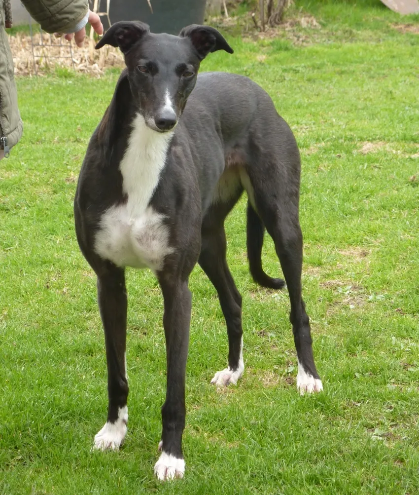Greyhound Neues von Cheyenne