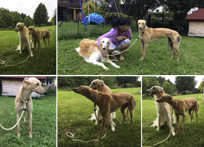 Greyhound Neues von Fee