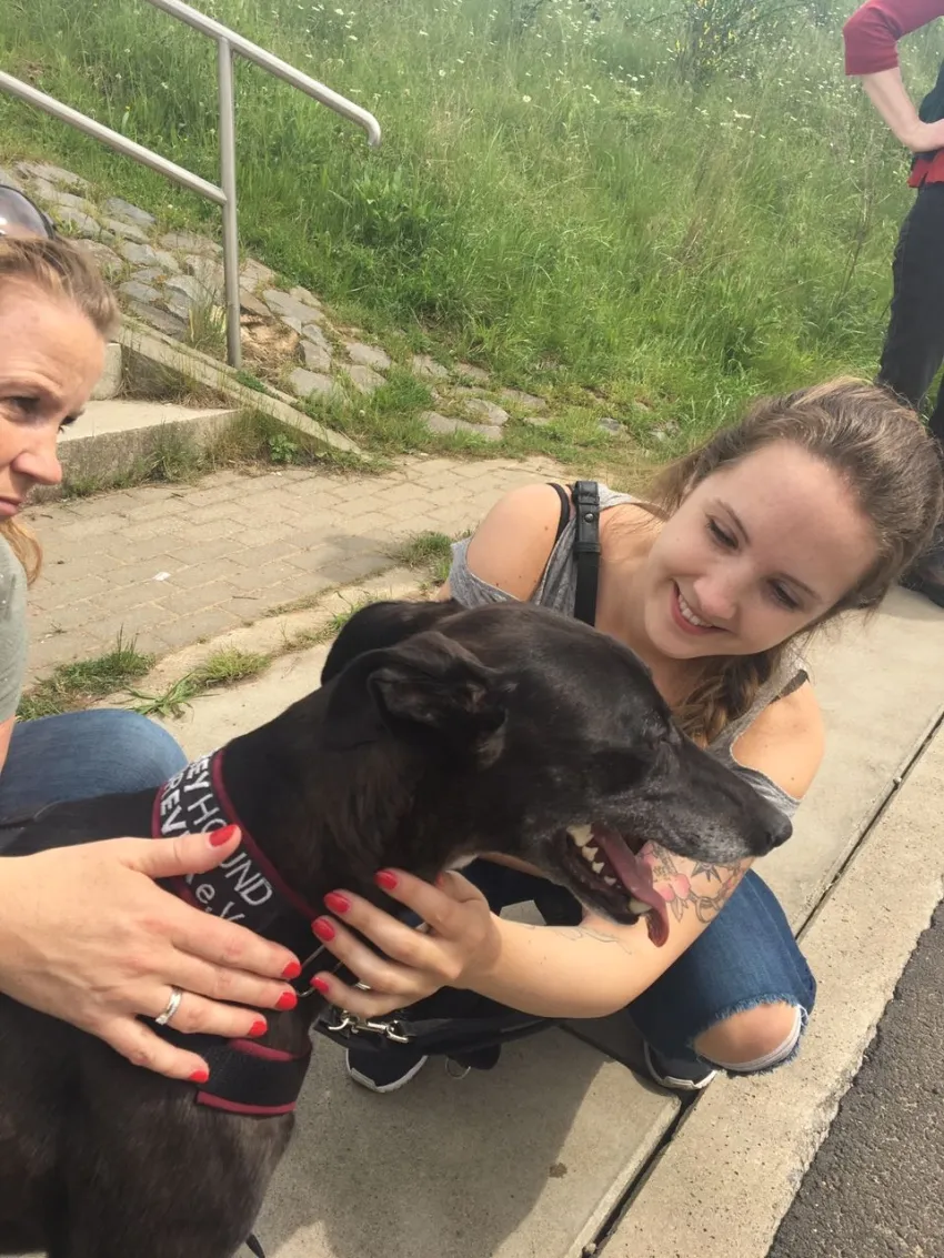 Greyhound Neues von Katie/Kaylee