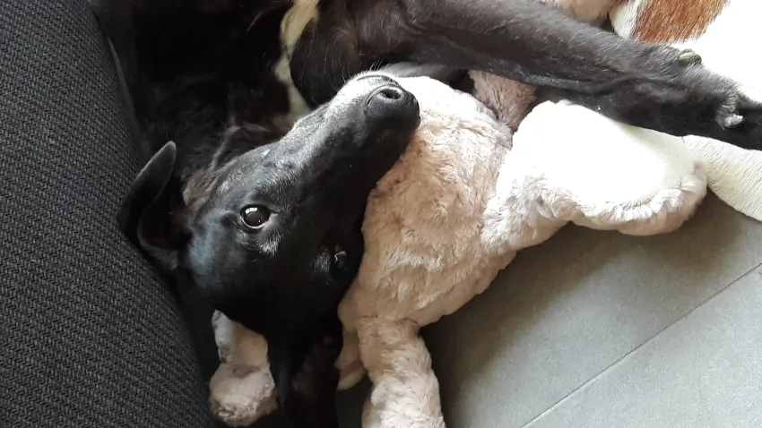 Greyhound Neues von Katie/Kaylee