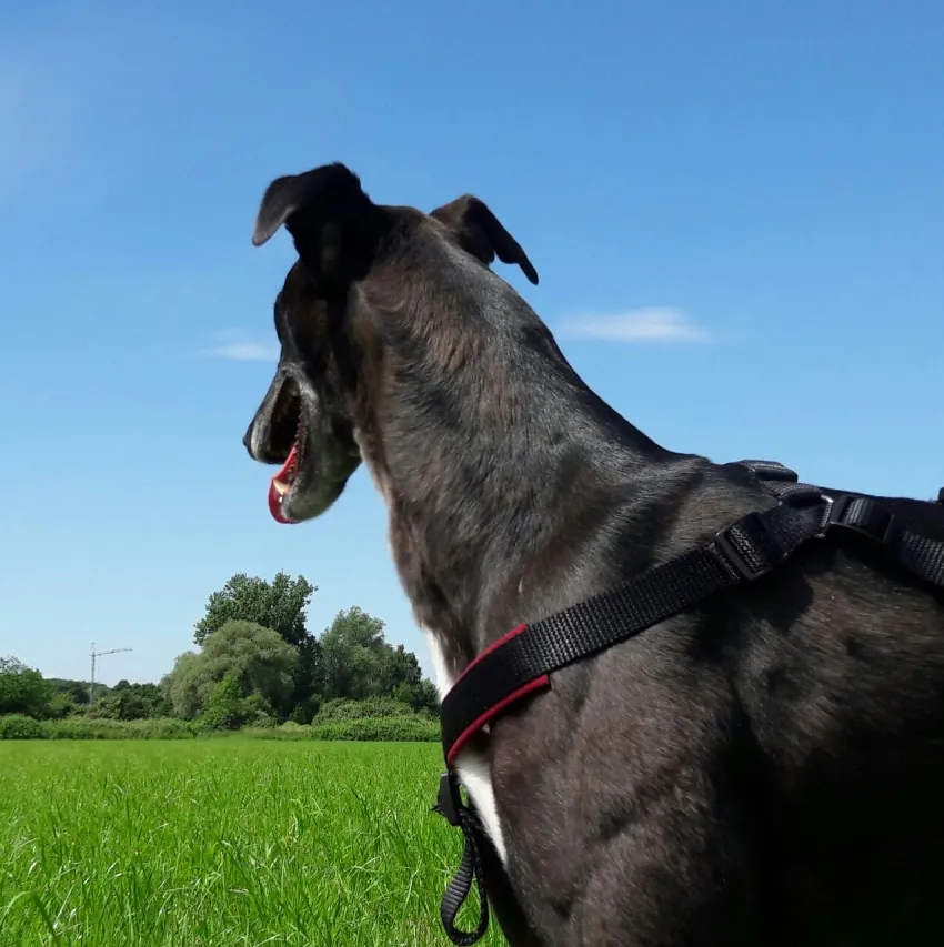 Greyhound Neues von Katie/Kaylee