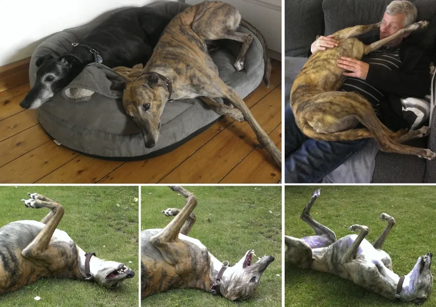 Greyhound Neues von Rose