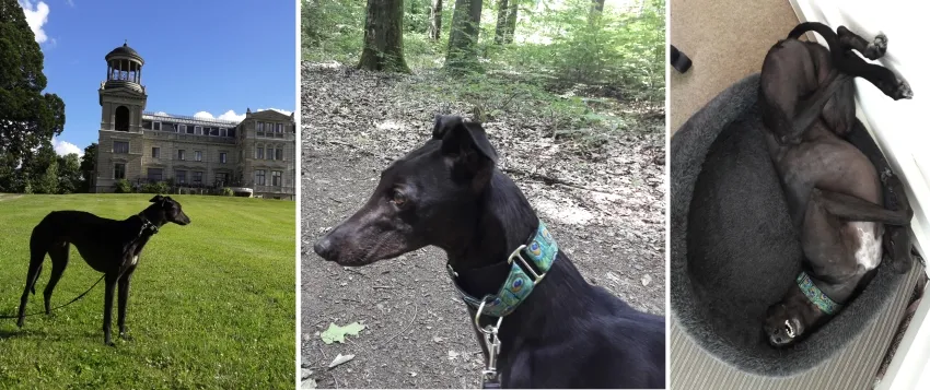 Greyhound Duffy/Daniel