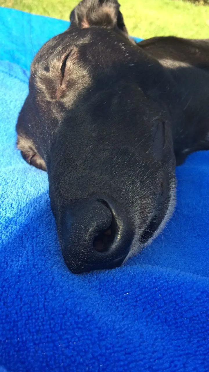 Greyhound Neues von Annie