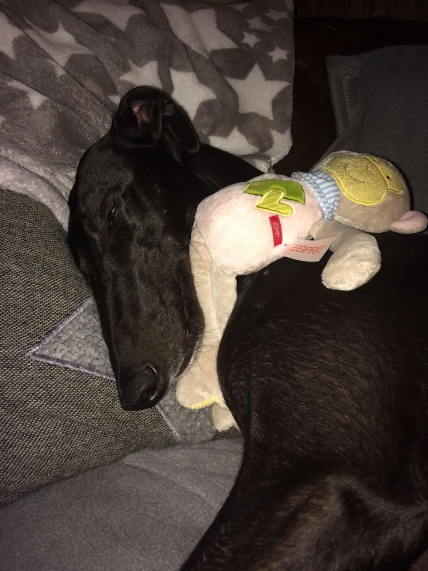 Greyhound Neues von Annie