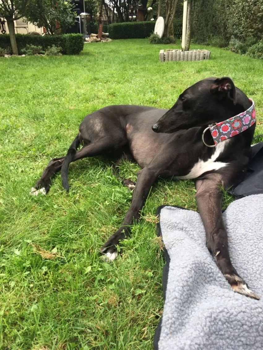 Greyhound Neues von Annie