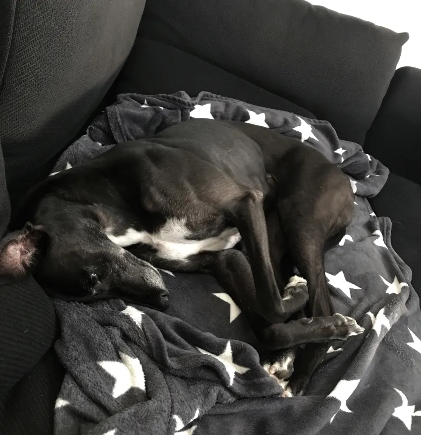 Greyhound Neues von Kaylee