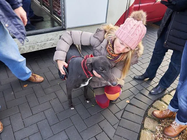 Greyhound Neues von Molly