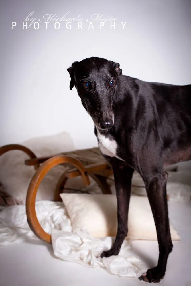 Greyhound Neues von Molly