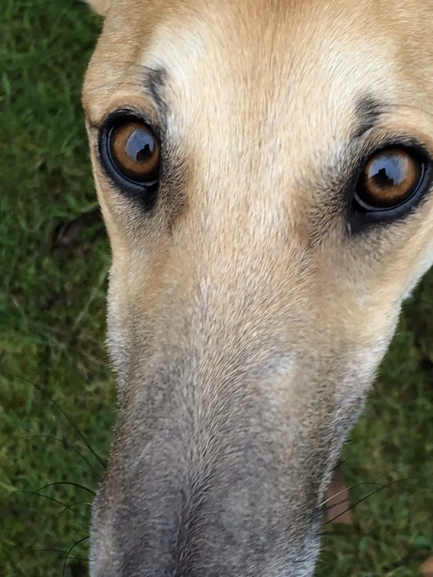 Greyhound Neues von Mella