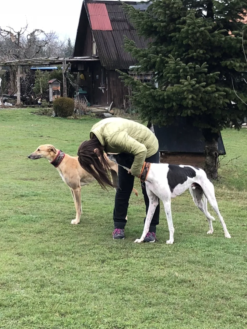 Greyhound Neues von Mella