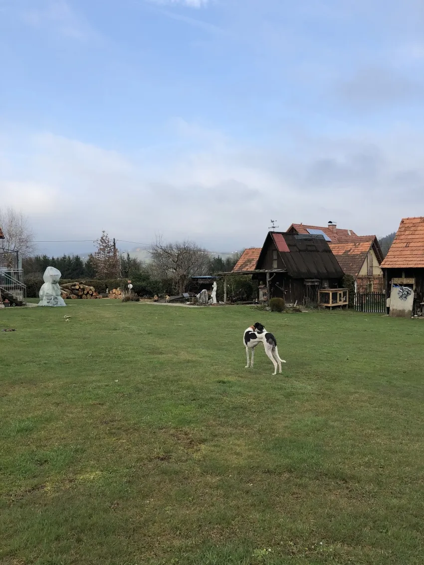 Greyhound Neues von Mella