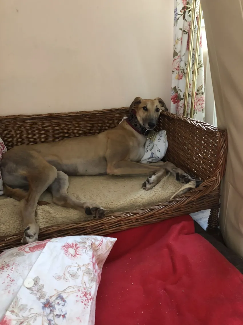 Greyhound Neues von Mella