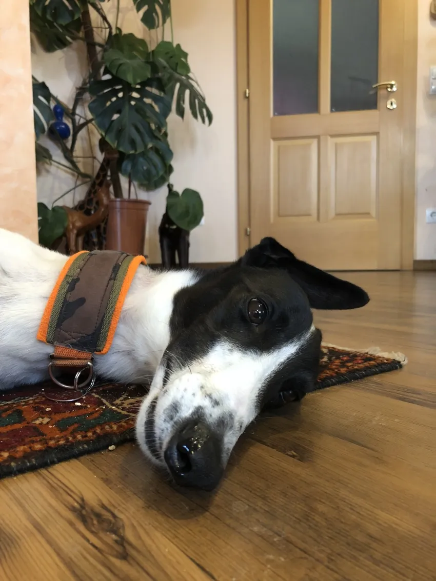 Greyhound Neues von Mella
