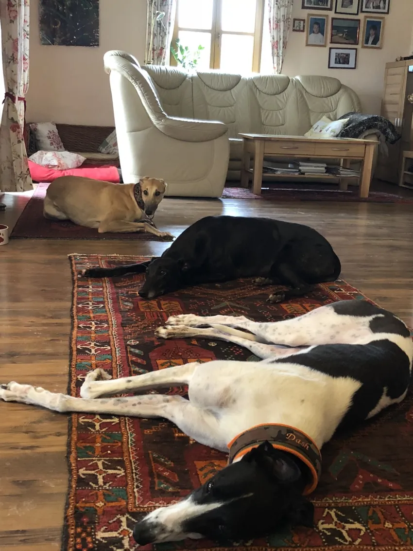 Greyhound Neues von Mella