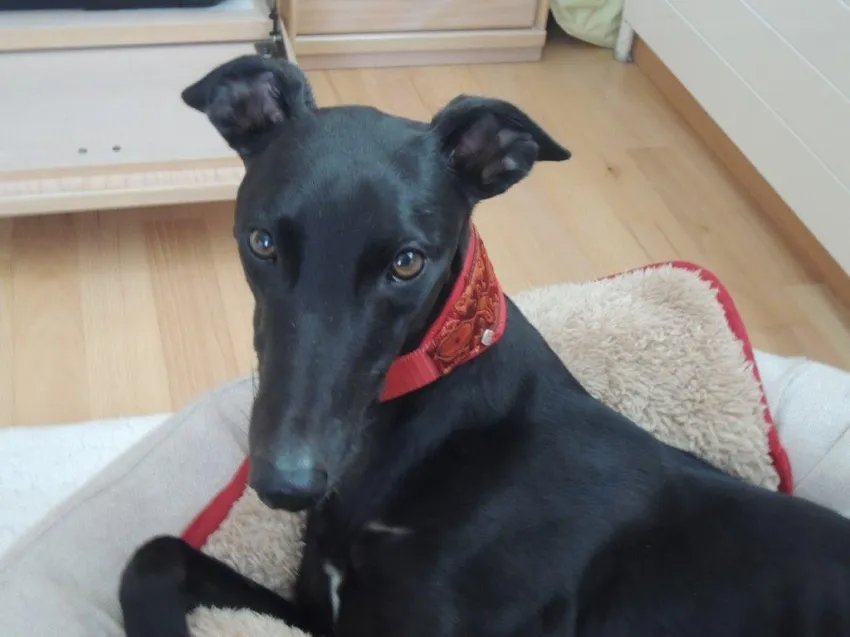 Greyhound Neues von Lady