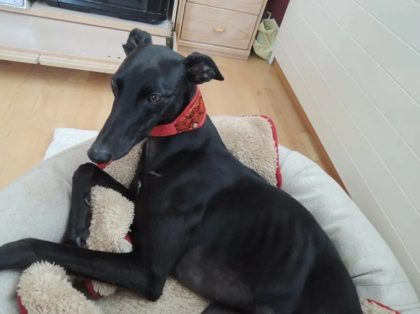 Greyhound Neues von Lady
