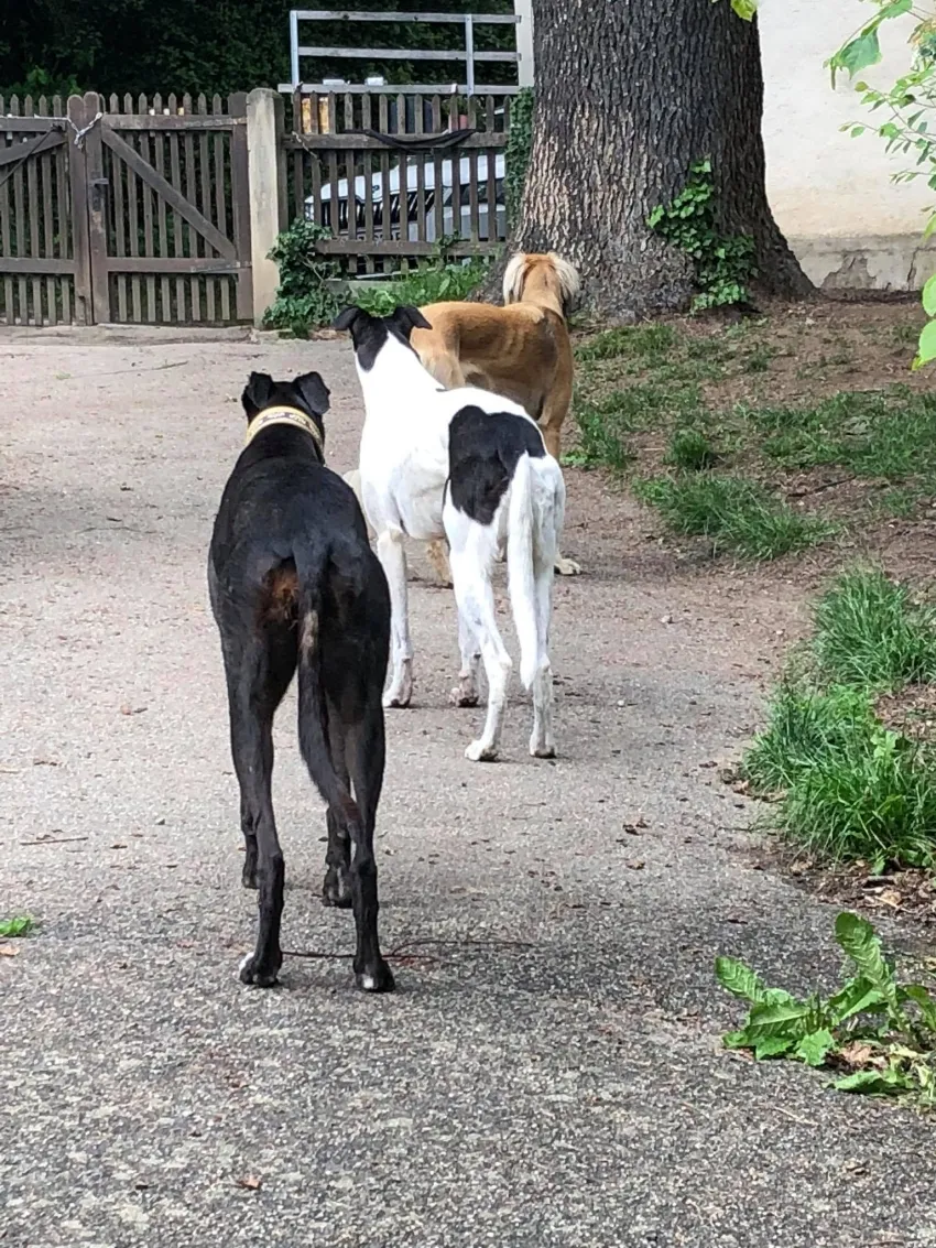 Greyhound Neues von Hope
