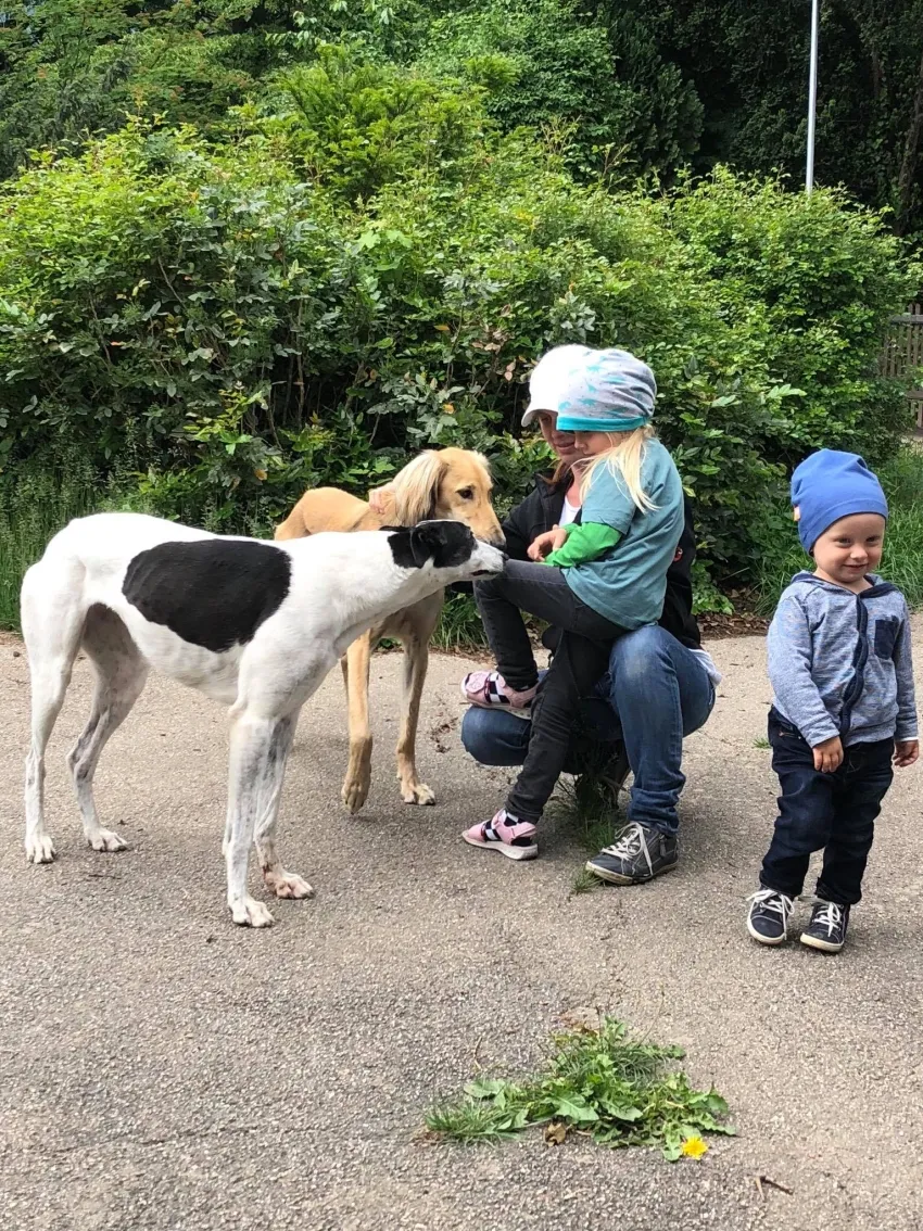Greyhound Neues von Hope