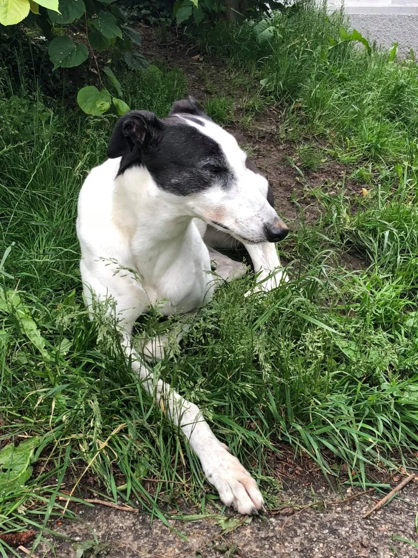 Greyhound Neues von Hope