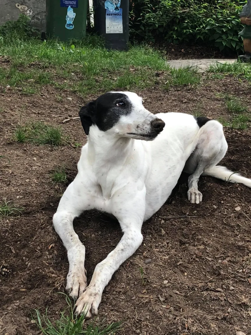 Greyhound Neues von Hope