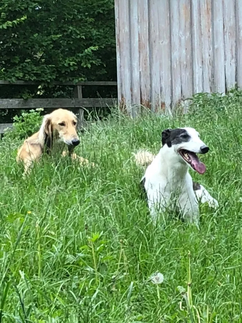 Greyhound Neues von Hope