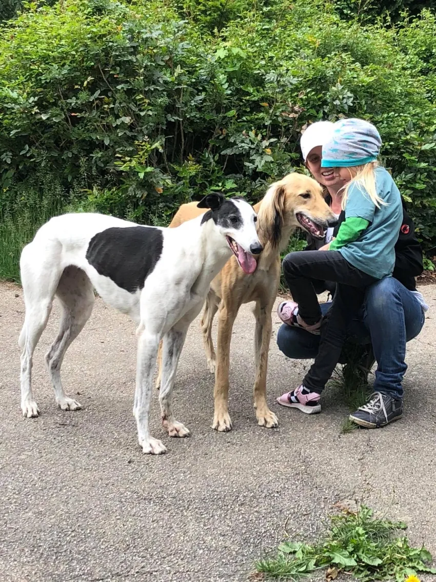 Greyhound Neues von Hope
