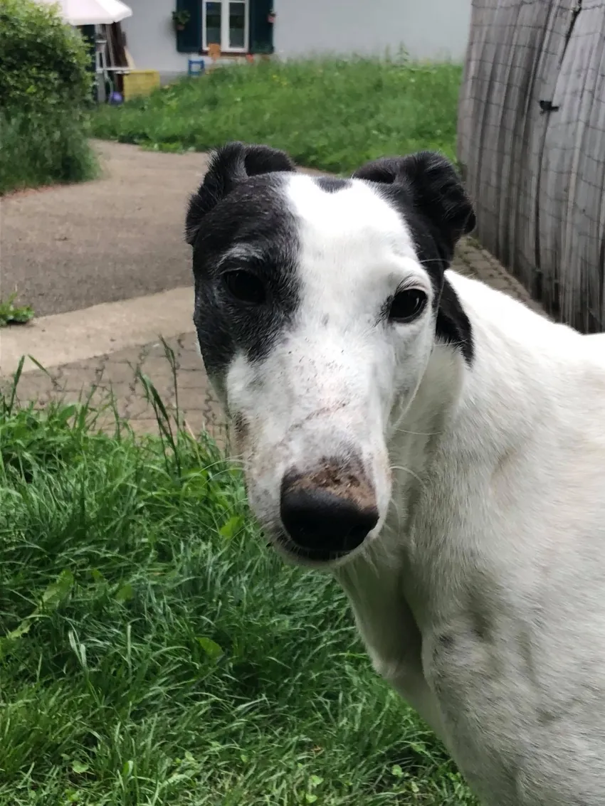 Greyhound Neues von Hope