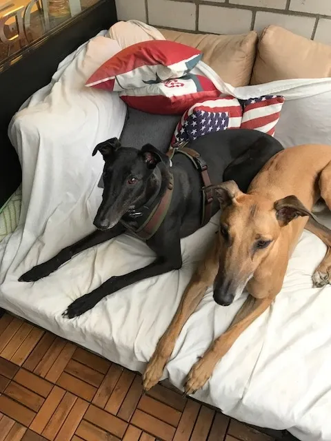 Greyhound Neues von Ty