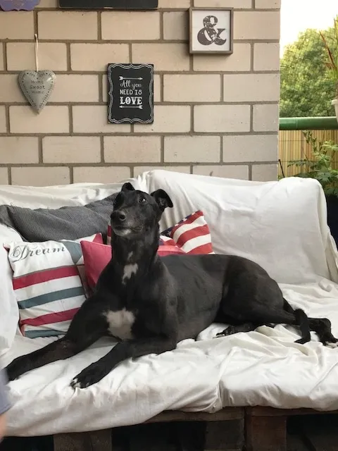 Greyhound Neues von Ty