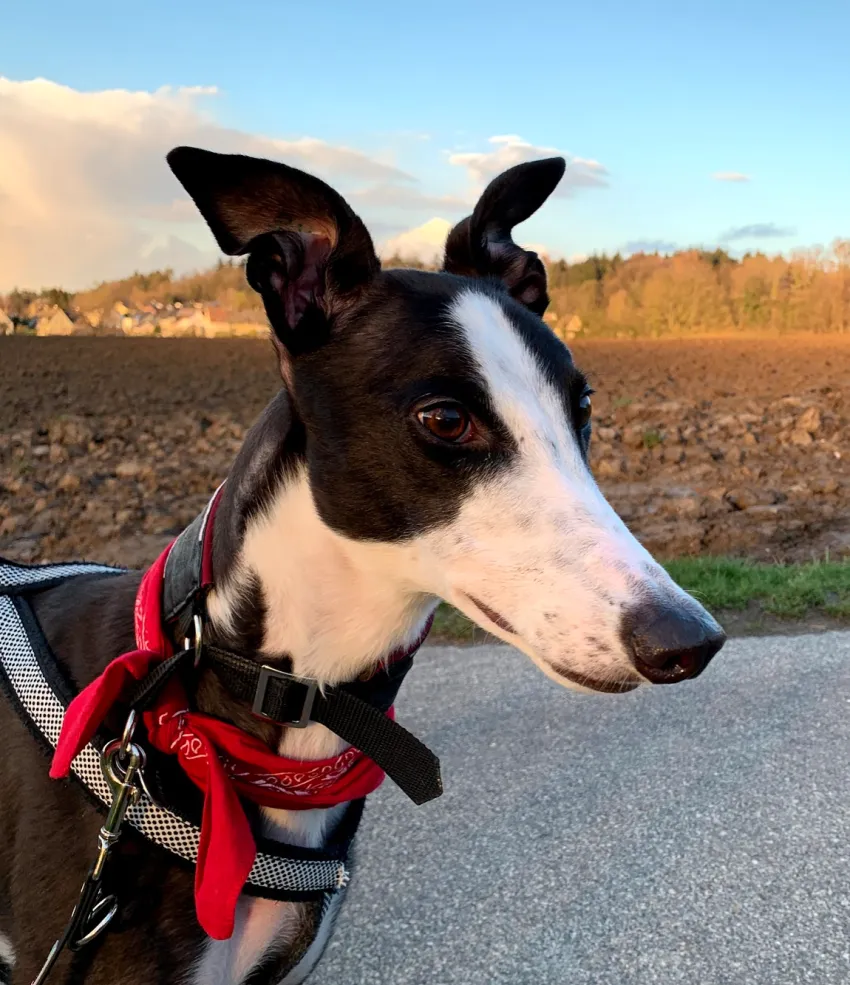Greyhound Neues von Socks